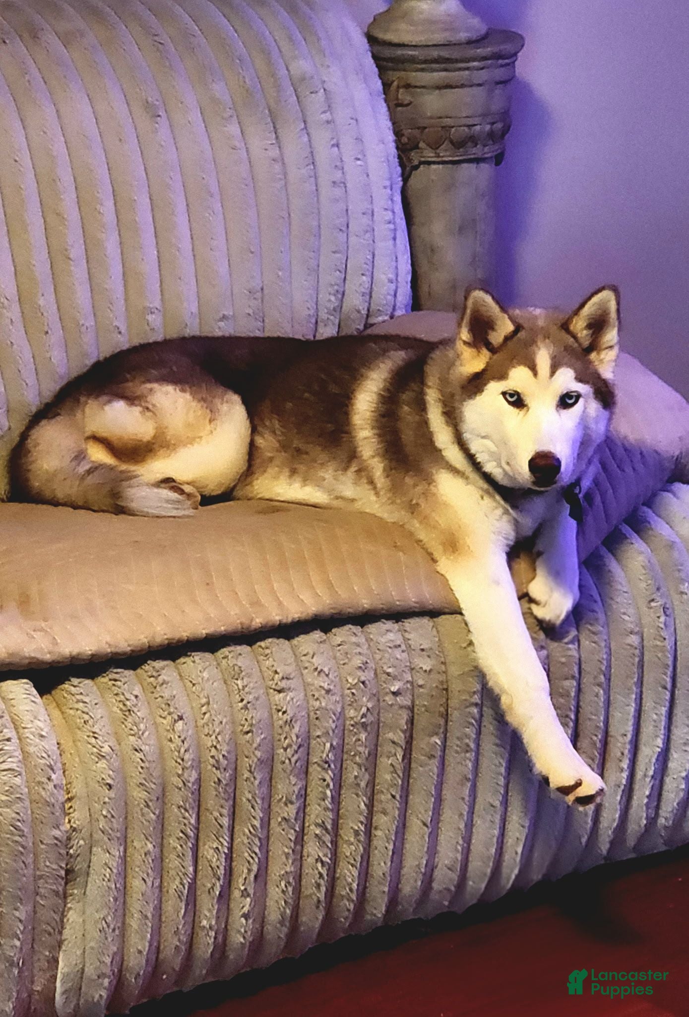 Mixed Breed dogs Mixed Breed 1 - Ad 4