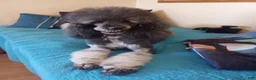 Sheepadoodle dogs for sale: Blessing!! - Ad 14