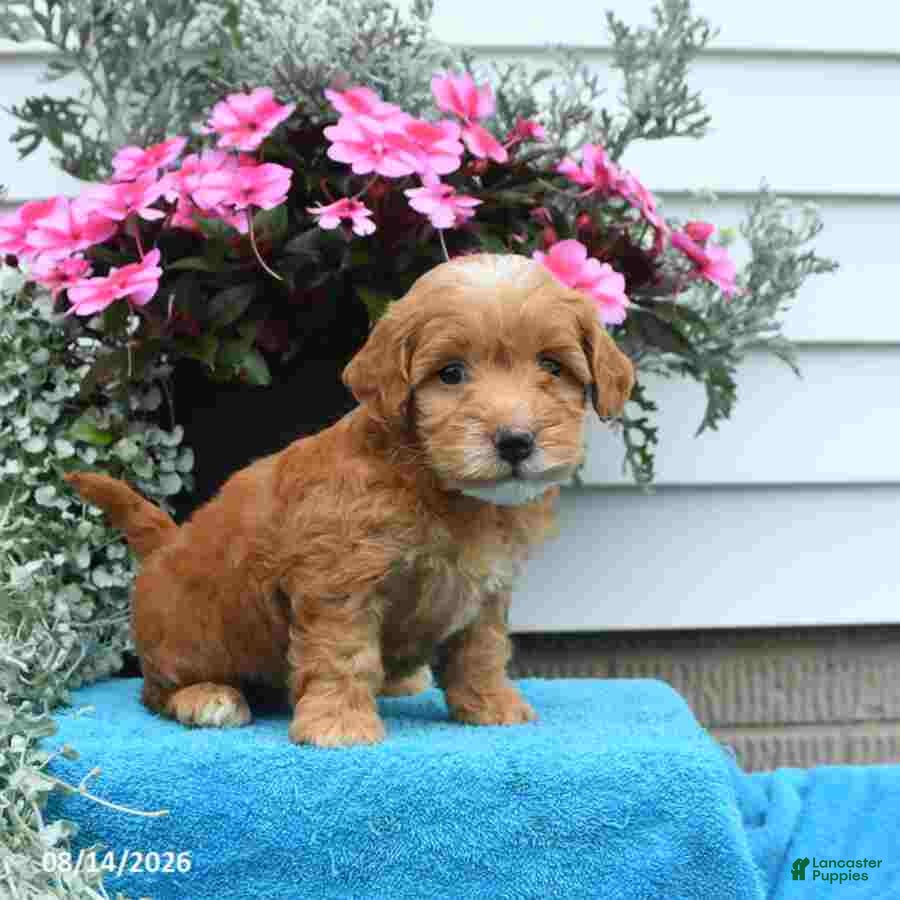 Mini Goldendoodle dogs Katie - Ad 1