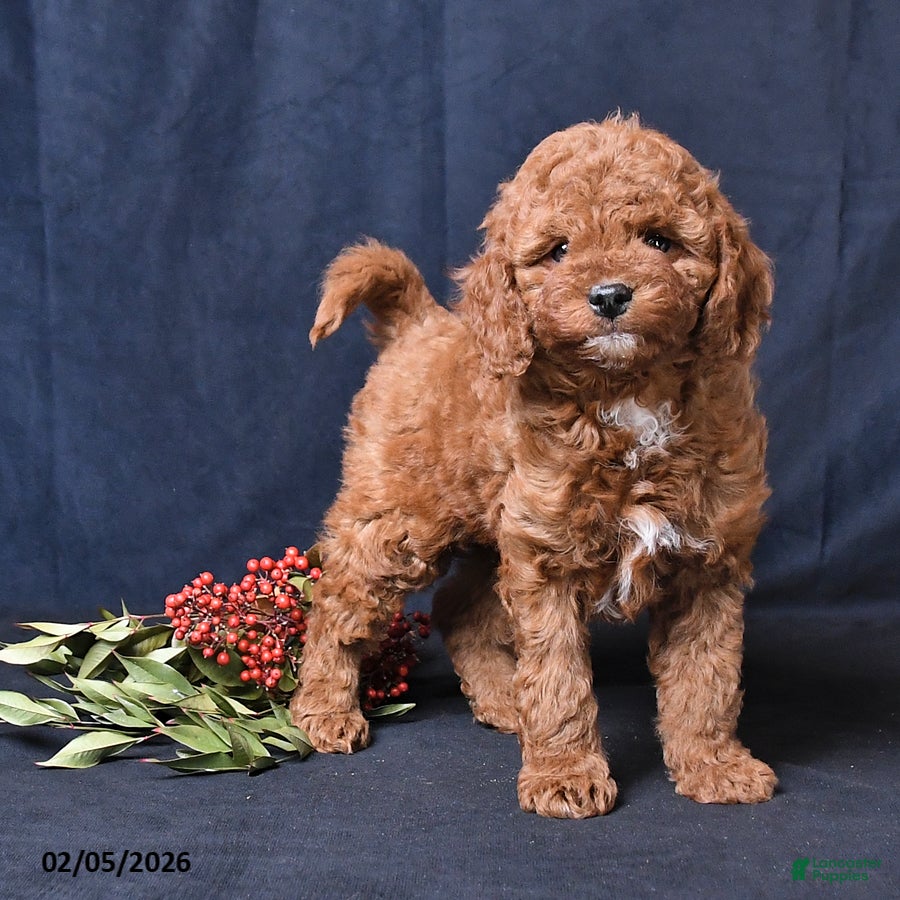 Miniature Poodle dogs Owen - Ad 2