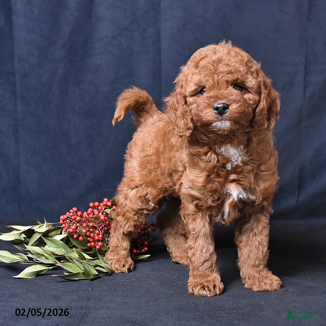 Miniature Poodle dogs for sale: Owen - Ad 2