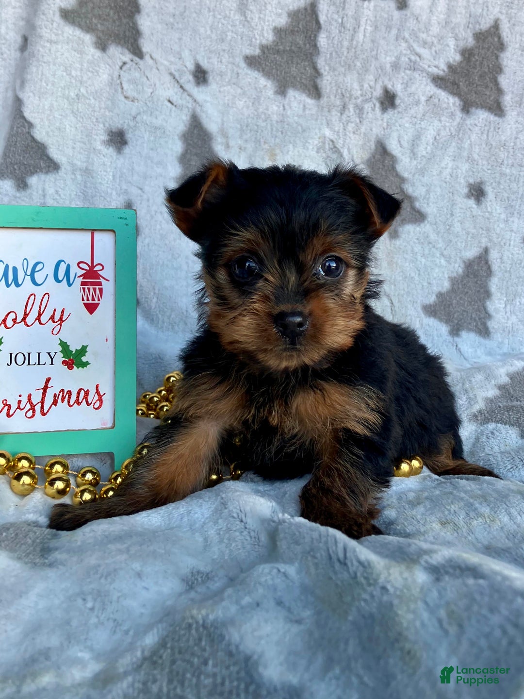 Yorkshire Terrier dogs for sale: Sophie - Ad 1