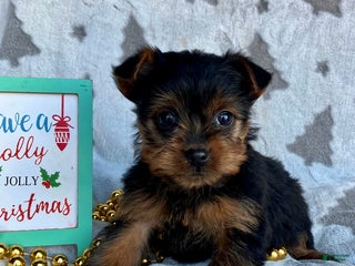 Yorkshire Terrier dogs Sophie - Ad 35
