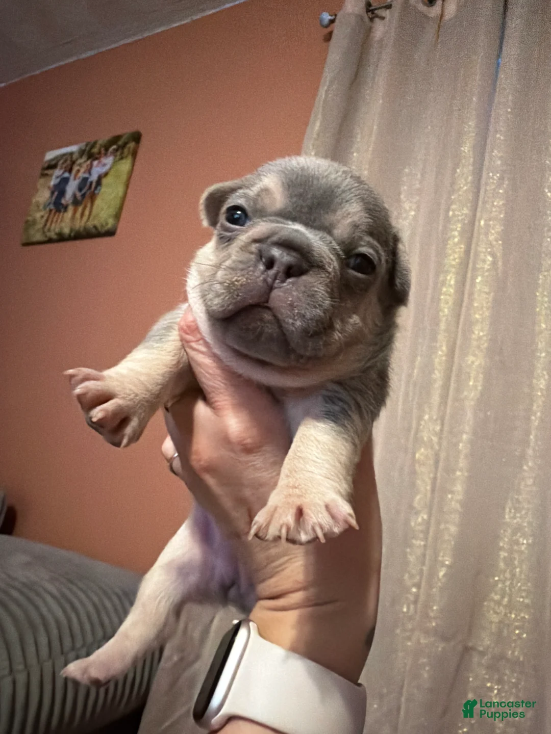 French Bulldog dogs for sale: French Bulldog Puppy 2 - Ad 1