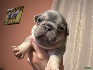 French Bulldog dogs French Bulldog Puppy 2 - Ad 5