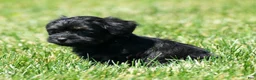 Havapoo dogs for sale: Tiffany - Ad 7