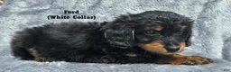 Mini Aussiedoodle dogs for sale: Ford - Ad 4