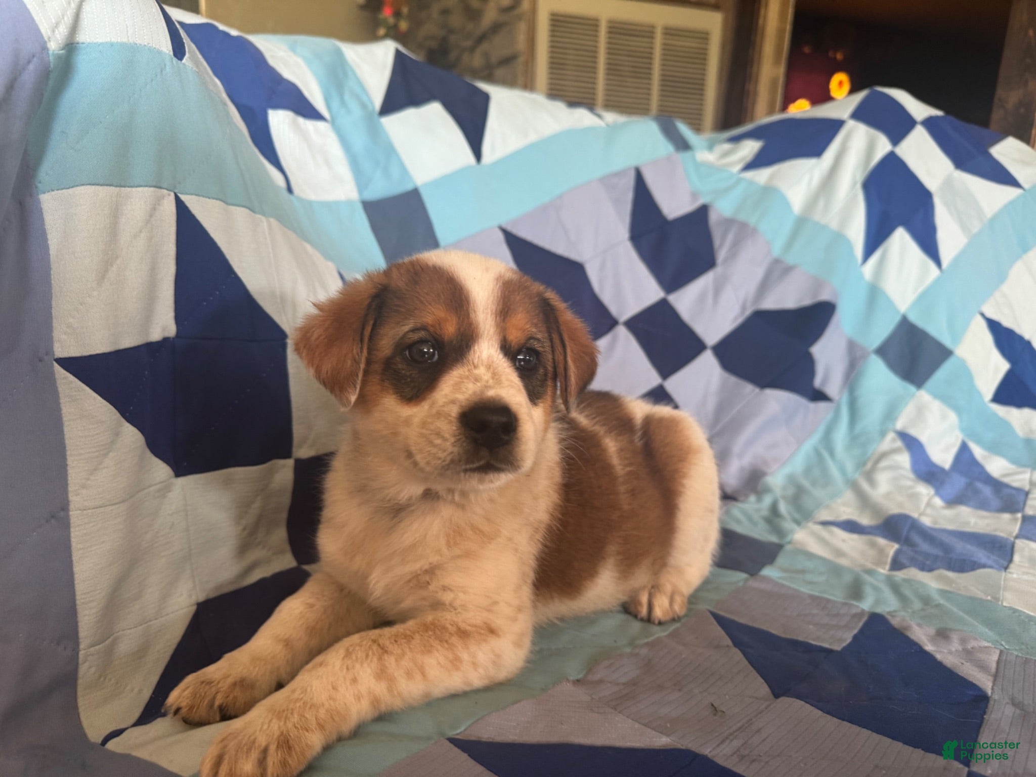 Mixed Breed dogs Male #3 - Ad 24