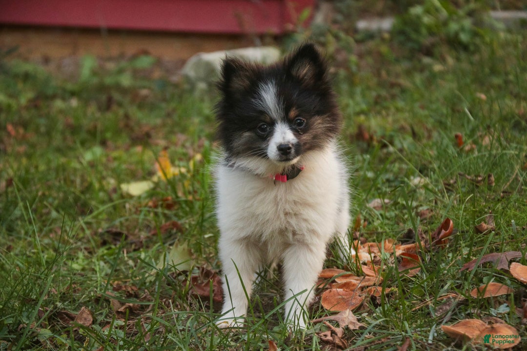 Pomeranian dogs for sale: Artemis Pomeranian  - Ad 1