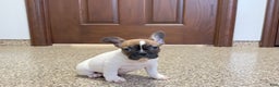 French Bulldog dogs for sale: French Bulldog Puppy 3 - Ad 10