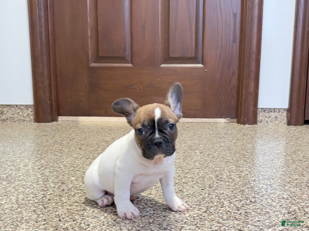French Bulldog dogs for sale: French Bulldog Puppy 3 - Ad 10