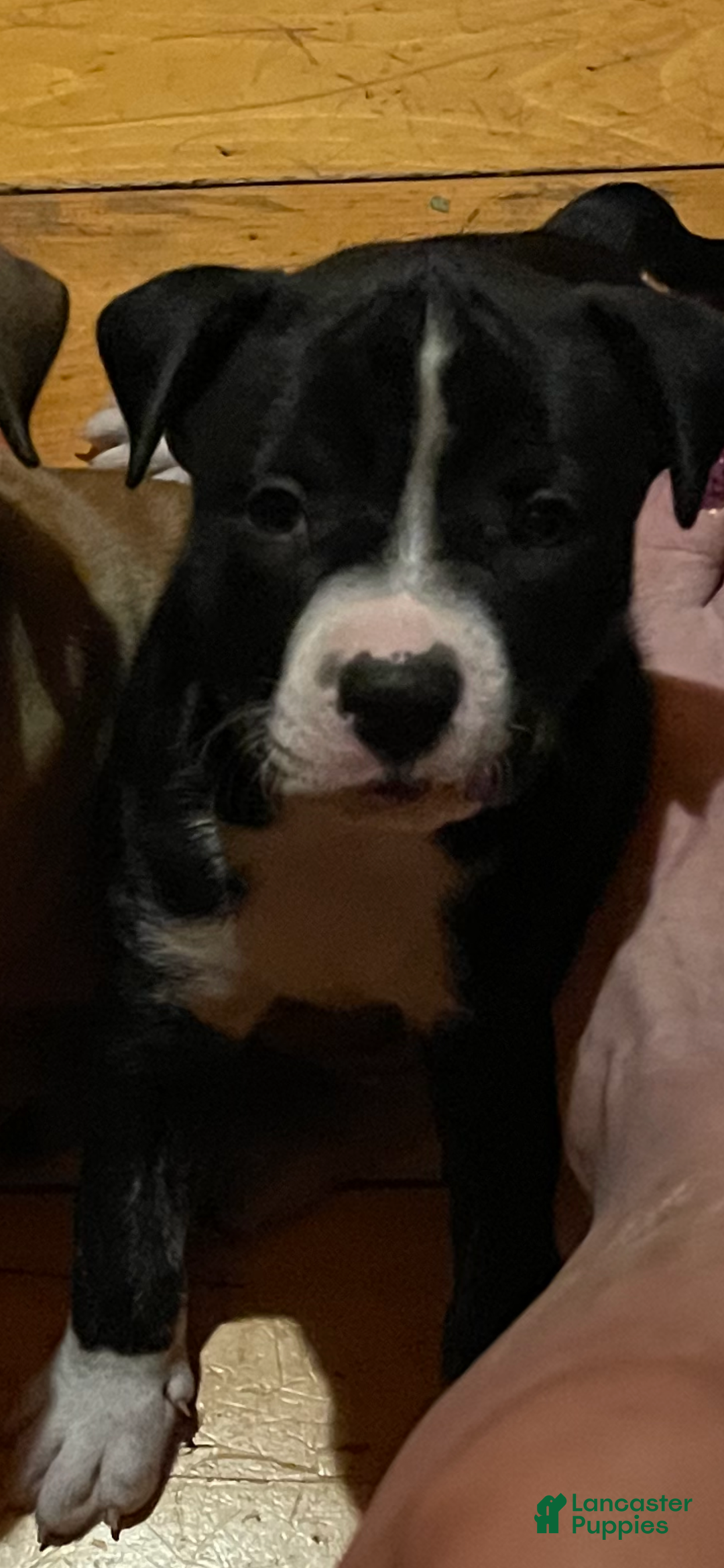 Mixed Breed dogs for sale: Mixed Breed Puppy 2 - Ad 6