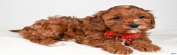 Cavapoo dogs for sale: Jack - Ad 1