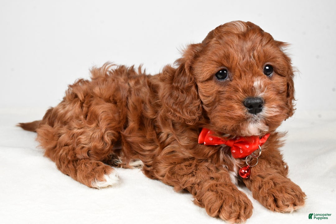 Cavapoo dogs for sale: Jack - Ad 1