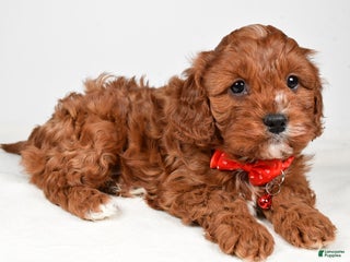 Cavapoo dogs Jack - Ad 32