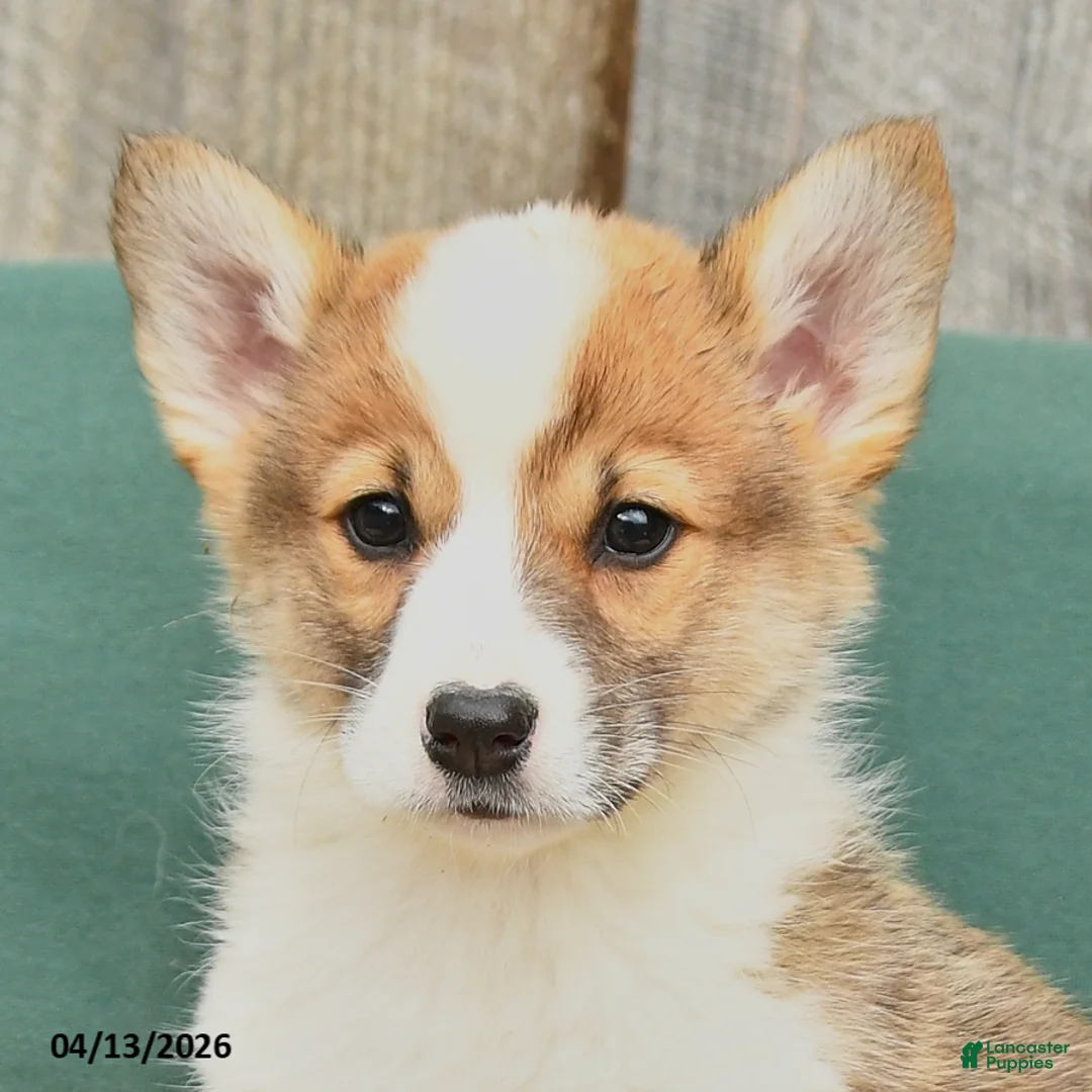 Welsh Corgi Pembroke dogs for sale: Hooch - Ad 3