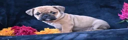 Mixed Breed dogs for sale: Princess - Ad 9