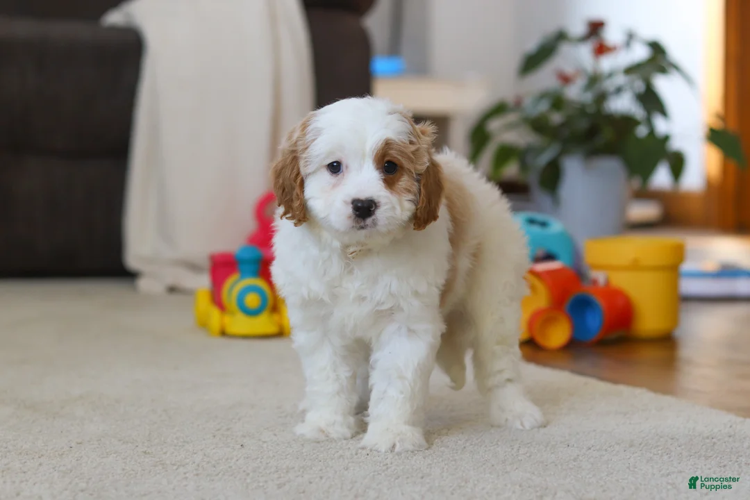 Cavapoo dogs for sale: Champ - Ad 2