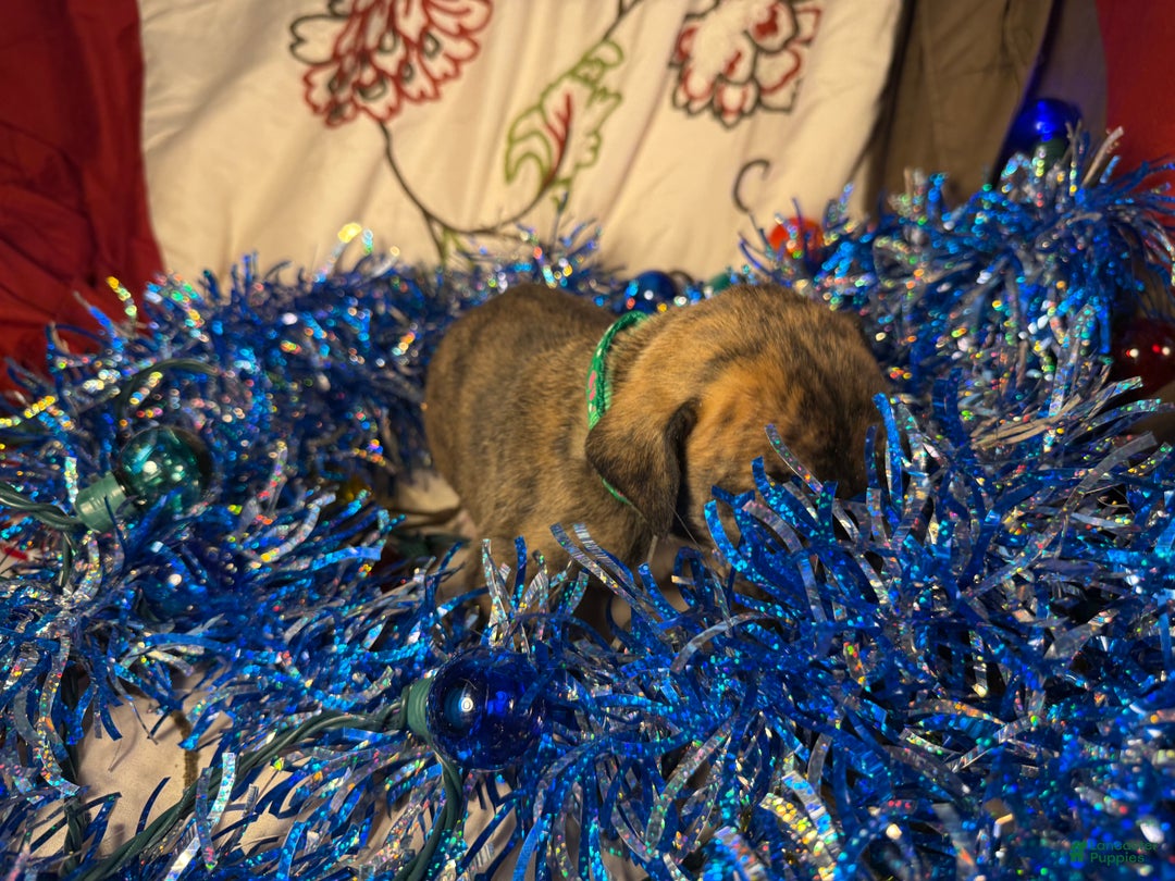 Great Dane dogs for sale: Max - Ad 15