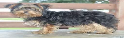 Yorkshire Terrier dogs for sale: Freddie - Ad 4