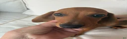 Dachshund dogs for sale: Dachshund 1 - Ad 3