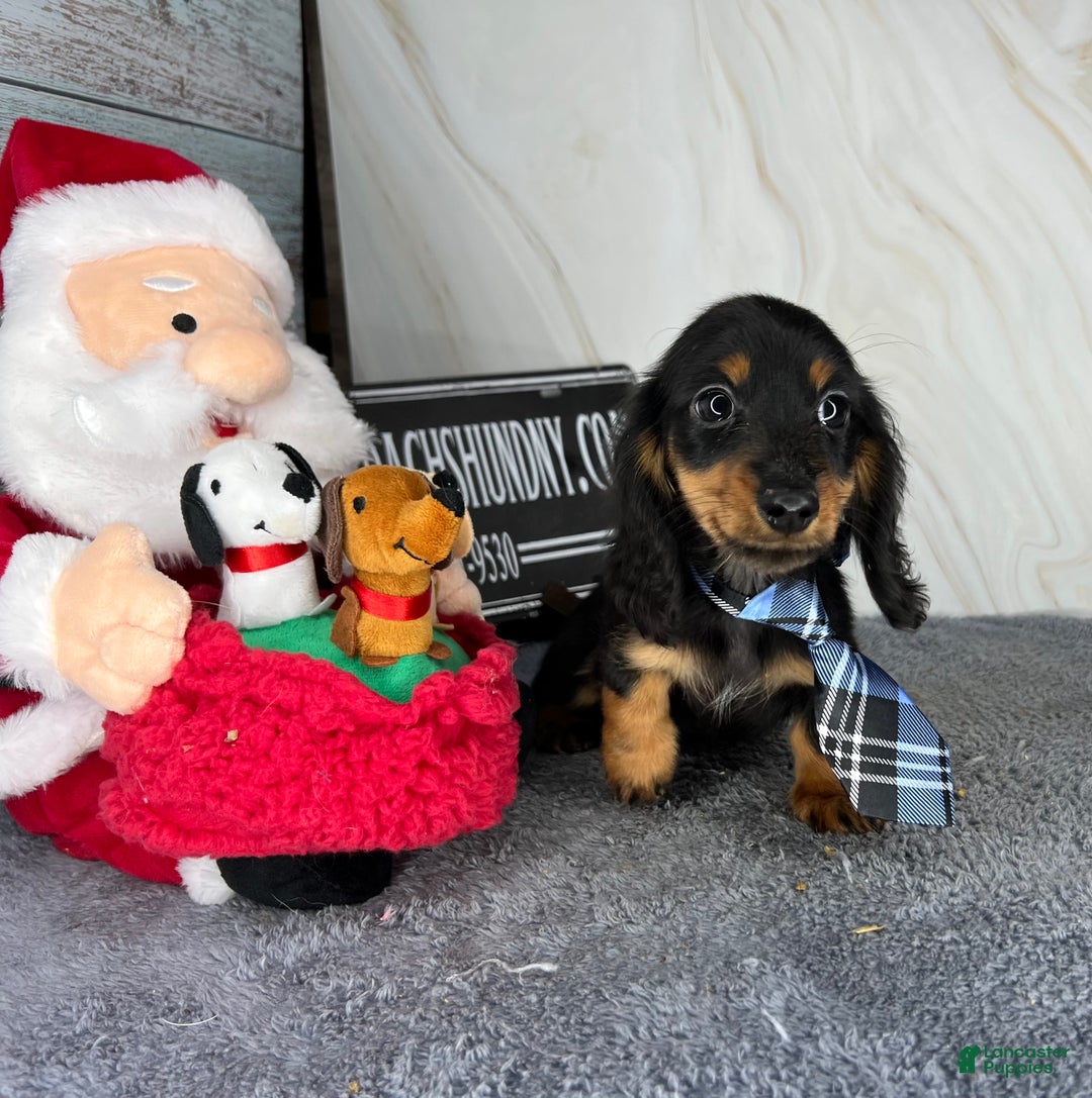 Miniature Dachshund dogs for sale: Full AKC Russian boy - Ad 1