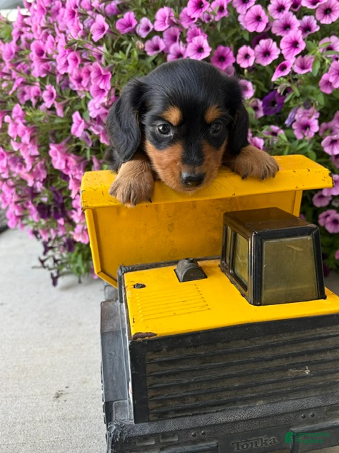 Dachshund dogs for sale: Quinn - Ad 1