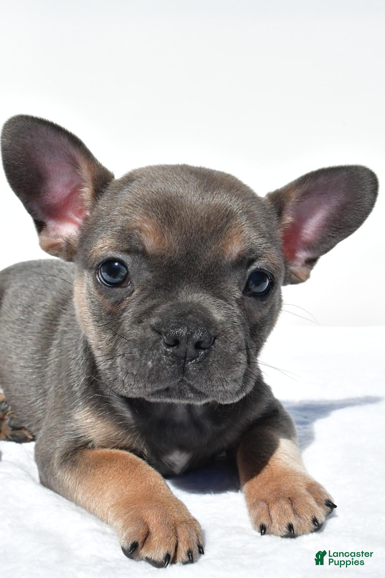 French Bulldog dogs Chief - Ad 2