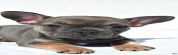 French Bulldog dogs for sale: Chief - Ad 2