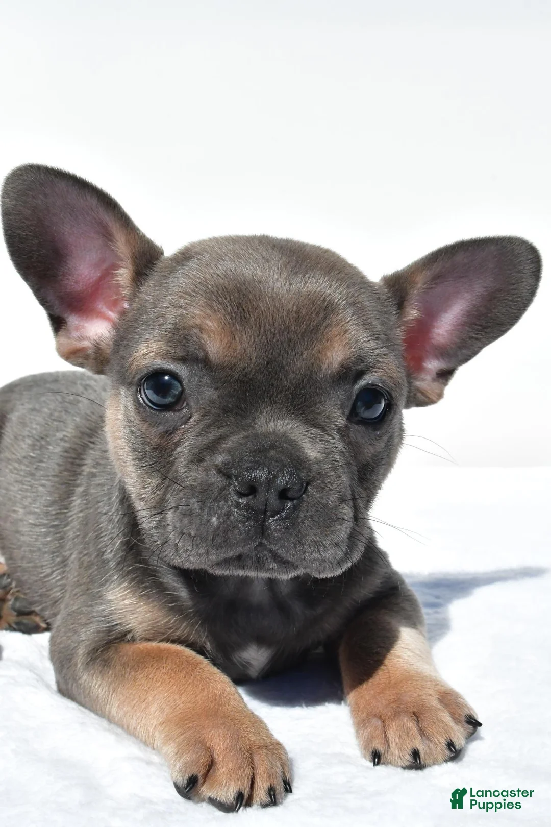 French Bulldog dogs for sale: Chief - Ad 2