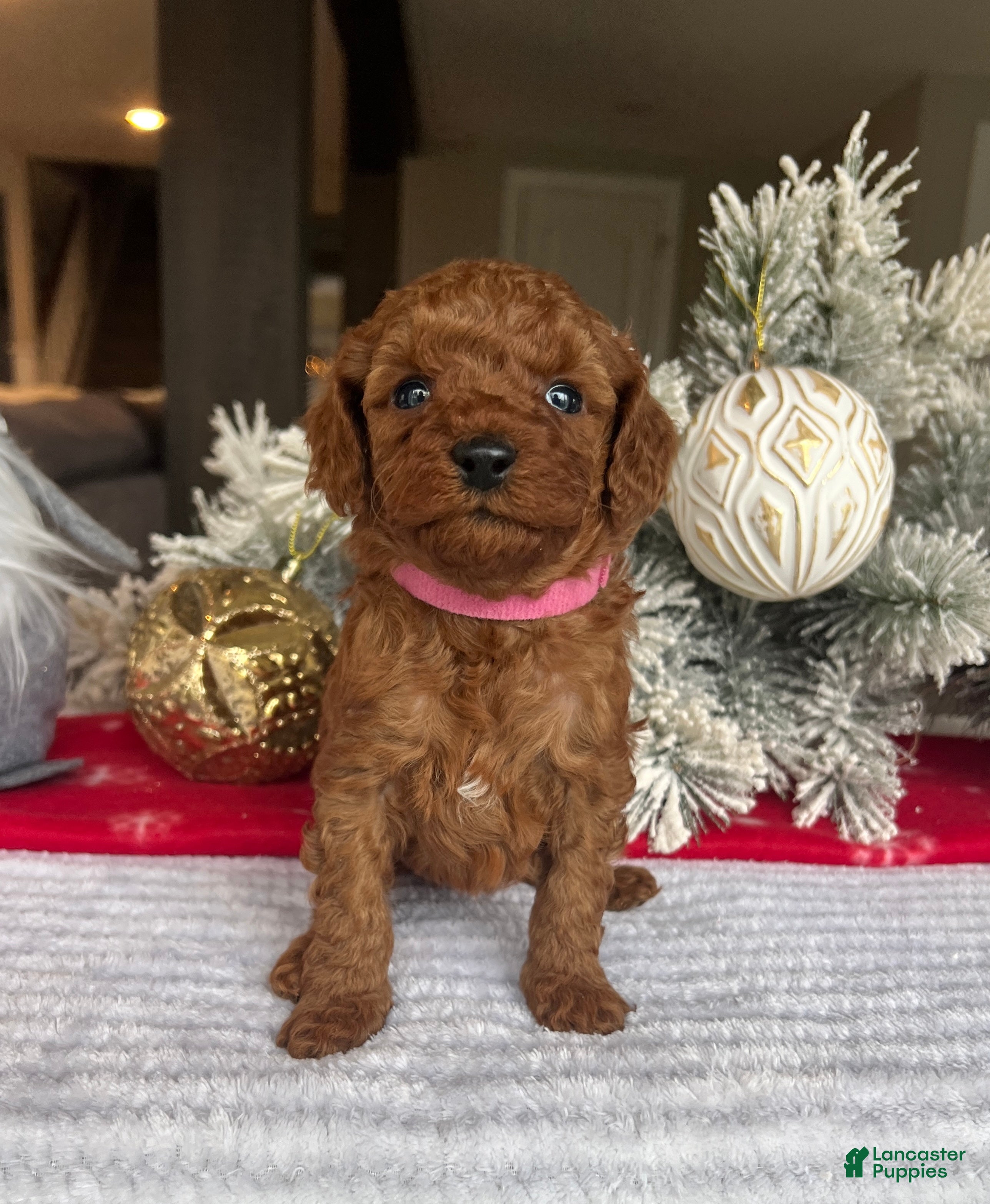 Mini Goldendoodle dogs Callie - Ad 23