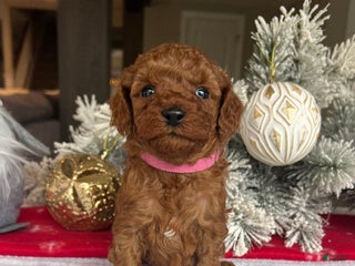 Mini Goldendoodle dogs Callie - Ad 26