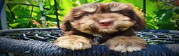 Havapoo dogs for sale: Epic - Ad 3