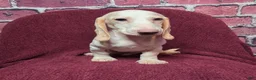Miniature Dachshund dogs for sale: Mason - Ad 3
