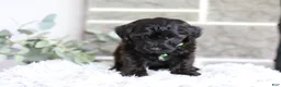Yorkiepoo dogs for sale: Charlie  - Ad 5