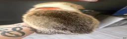 Welsh Corgi Pembroke dogs for sale: Tiger - Ad 2