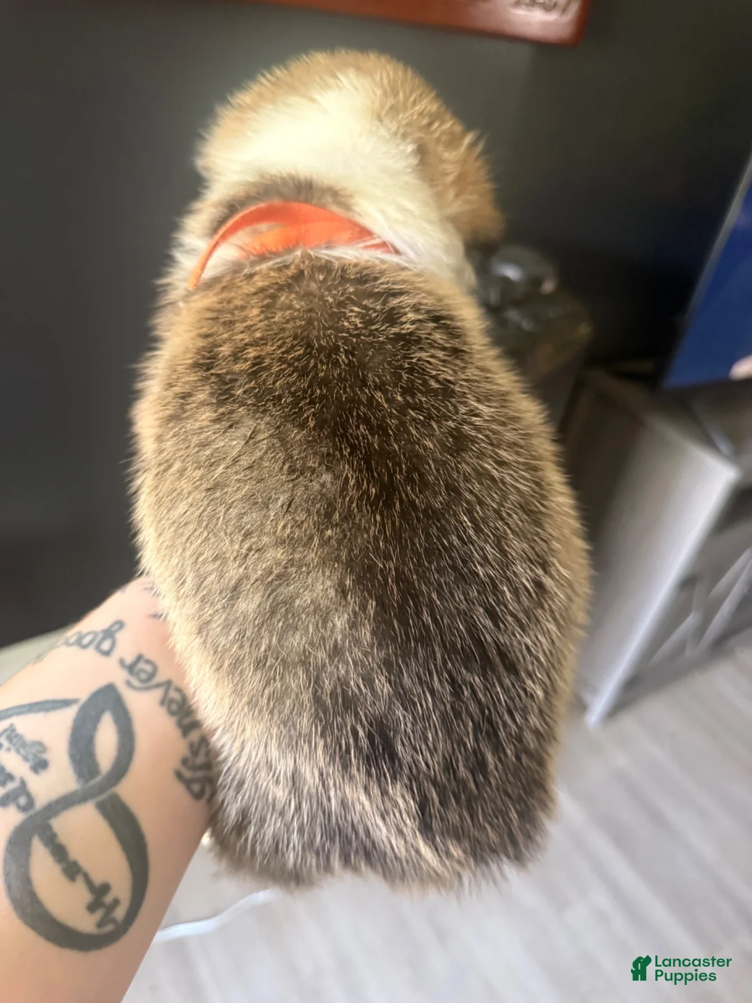 Welsh Corgi Pembroke dogs for sale: Tiger - Ad 2