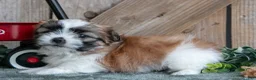 Shih Tzu dogs for sale: Jefferson - Ad 3