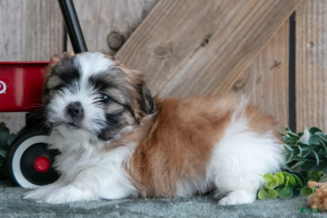 Shih Tzu dogs for sale: Jefferson - Ad 3