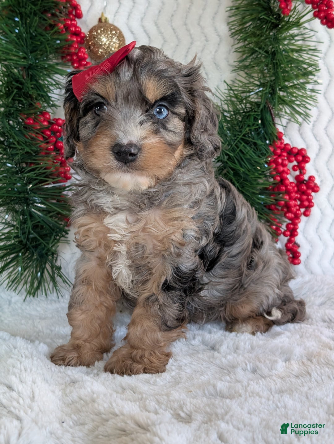 Cavapoo dogs for sale: Nemo - Ad 11