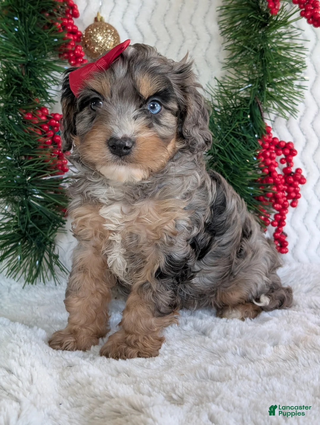 Cavapoo dogs for sale: Nemo - Ad 11