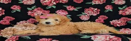 Miniature Labradoodle dogs for sale: Mollie Hypoallergenic - Ad 6