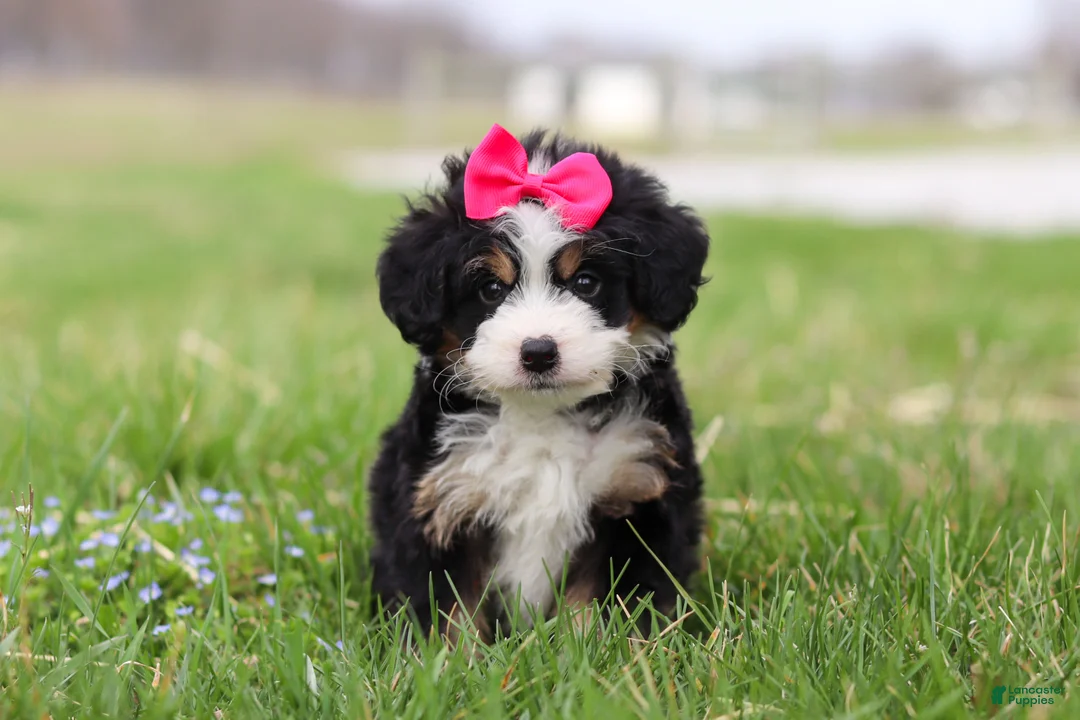 Mini Bernedoodle dogs for sale: Dua - Ad 1