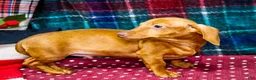 Miniature Dachshund dogs for sale: Ronnie - Ad 5