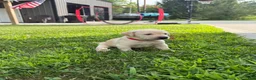 Labrador Retriever dogs for sale: Labrador Retriever 12 - Ad 21