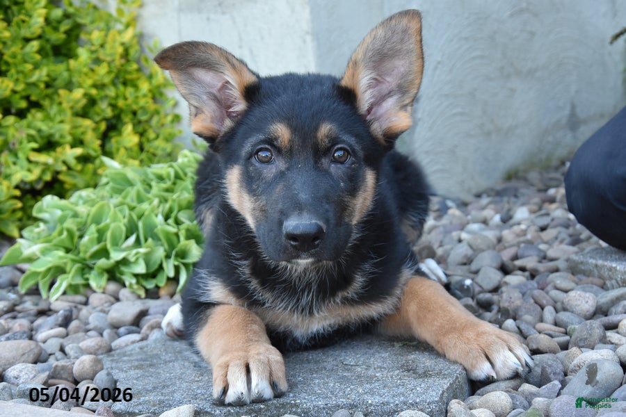 Mixed Breed dogs Mae - Ad 2
