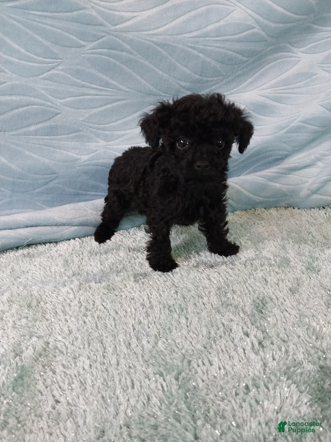 Toy Poodle dogs for sale: Digby - Ad 2