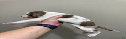 Catahoula Leopard Dog dogs for sale: DM #2 - Ad 3