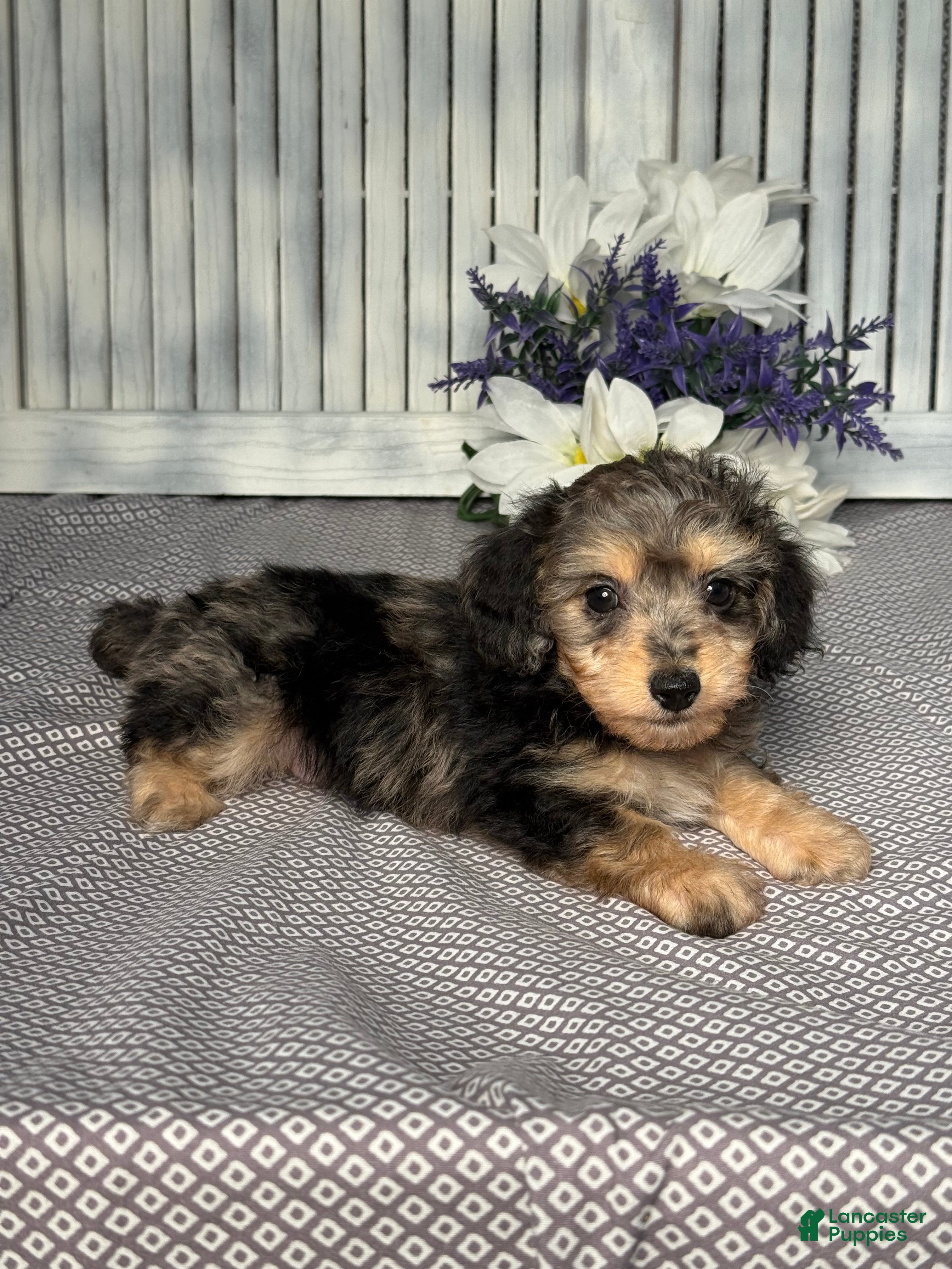 Mixed Breed dogs for sale: Cooper - Ad 5
