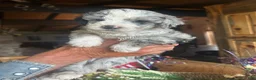 Sheepadoodle dogs for sale: Michelle - Ad 5